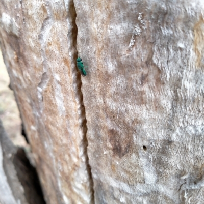 Chrysididae (family) (Cuckoo wasp or Emerald wasp) at Curtin, ACT - 24 Feb 2023 by hannahfish