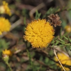 Rutidosis leptorhynchoides (Button Wrinklewort) at Blue Gum Point to Attunga Bay - 12 Feb 2023 by AndyRoo