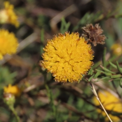 Rutidosis leptorhynchoides (Button Wrinklewort) at Lake Burley Griffin West - 12 Feb 2023 by AndyRoo