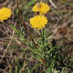 Rutidosis leptorhynchoides at Yarralumla, ACT - 12 Feb 2023