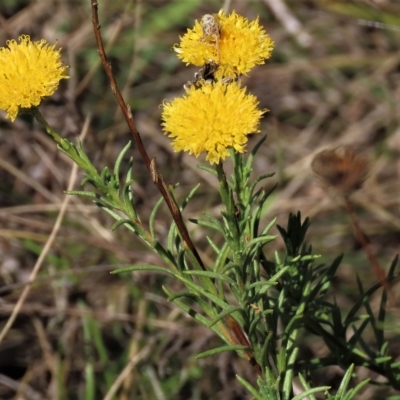 Rutidosis leptorhynchoides (Button Wrinklewort) at Lake Burley Griffin West - 12 Feb 2023 by AndyRoo