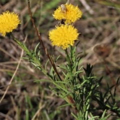 Rutidosis leptorhynchoides (Button Wrinklewort) at Yarralumla, ACT - 12 Feb 2023 by AndyRoo