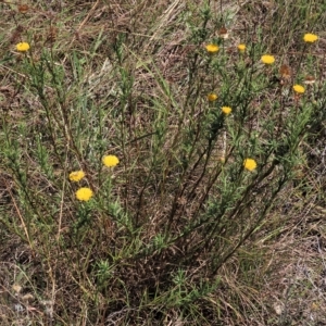 Rutidosis leptorhynchoides at Yarralumla, ACT - 12 Feb 2023