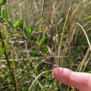 Pyracantha crenulata at Watson, ACT - 24 Feb 2023 10:27 AM