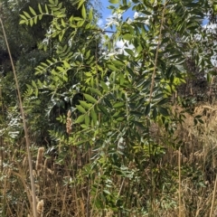 Fraxinus angustifolia (Desert Ash) at Watson, ACT - 24 Feb 2023 by abread111