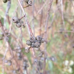 Eucalyptus bridgesiana (Apple Box) - 24 Feb 2023 by abread111