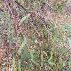 Eucalyptus bridgesiana at Undefined Area - 24 Feb 2023