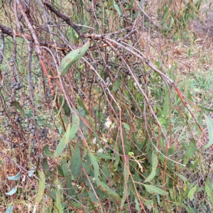 Eucalyptus bridgesiana at Watson Woodlands - 24 Feb 2023 10:47 AM