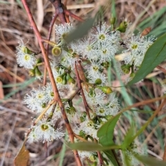 Eucalyptus bridgesiana at Undefined Area - 24 Feb 2023