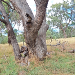 Eucalyptus bridgesiana at Watson Woodlands - 24 Feb 2023