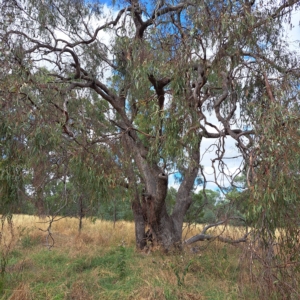 Eucalyptus bridgesiana at Watson Woodlands - 24 Feb 2023