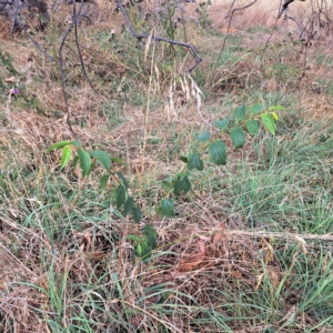 Celtis australis at Watson, ACT - 24 Feb 2023