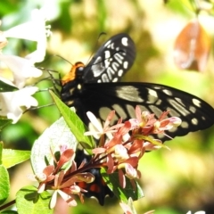 Papilio anactus (Dainty Swallowtail) at Wanniassa, ACT - 24 Feb 2023 by JohnBundock