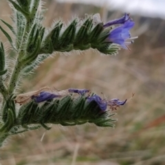 Echium vulgare (Vipers Bugloss) at Fadden, ACT - 22 Feb 2023 by KumikoCallaway