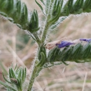 Echium vulgare at Fadden, ACT - 23 Feb 2023 07:11 AM