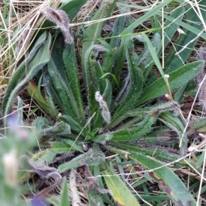 Echium vulgare at Fadden, ACT - 23 Feb 2023 07:11 AM