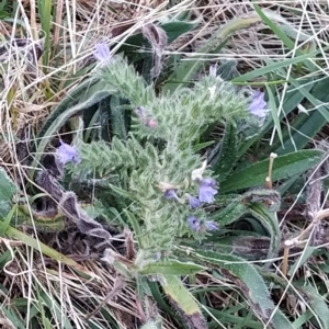 Echium vulgare at Fadden, ACT - 23 Feb 2023 07:11 AM