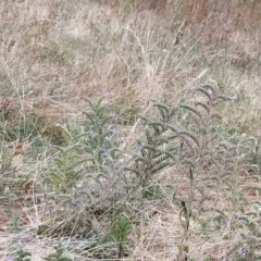 Echium vulgare at Fadden, ACT - 23 Feb 2023 07:11 AM