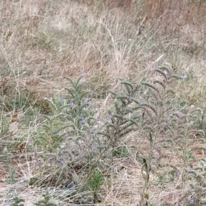 Echium vulgare at Fadden, ACT - 23 Feb 2023 07:11 AM