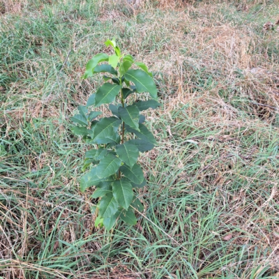 Pyrus sp. (An Ornamental Pear) at Watson Woodlands - 23 Feb 2023 by abread111