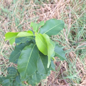 Pyrus sp. at Undefined Area - 24 Feb 2023 10:46 AM