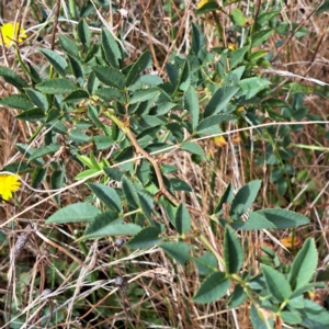 Rosa canina at Watson, ACT - 24 Feb 2023 10:52 AM