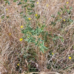 Rosa canina at Watson, ACT - 24 Feb 2023 10:52 AM