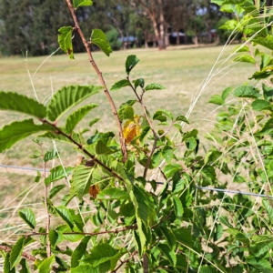 Ulmus parvifolia at Watson, ACT - 24 Feb 2023 10:53 AM