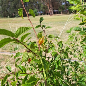 Ulmus parvifolia at Watson, ACT - 24 Feb 2023