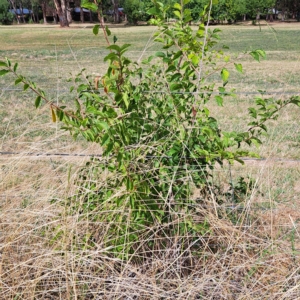 Ulmus parvifolia at Watson, ACT - 24 Feb 2023 10:53 AM