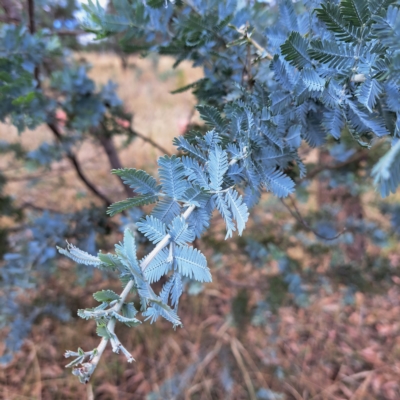 Acacia baileyana (Cootamundra Wattle, Golden Mimosa) at Watson Woodlands - 24 Feb 2023 by abread111