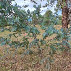 Acacia baileyana at Watson, ACT - 24 Feb 2023 11:02 AM