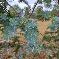 Acacia baileyana at Watson, ACT - 24 Feb 2023