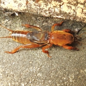 Gryllotalpa australis at Wanniassa, ACT - 24 Feb 2023