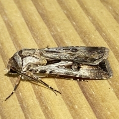 Agrotis munda (Brown Cutworm) at Jerrabomberra, NSW - 19 Feb 2023 by SteveBorkowskis