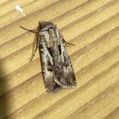 Agrotis munda at Jerrabomberra, NSW - suppressed