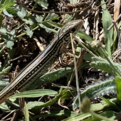 Ctenotus robustus (Robust Striped-skink) at Lower Molonglo - 20 Feb 2023 by Steve_Bok