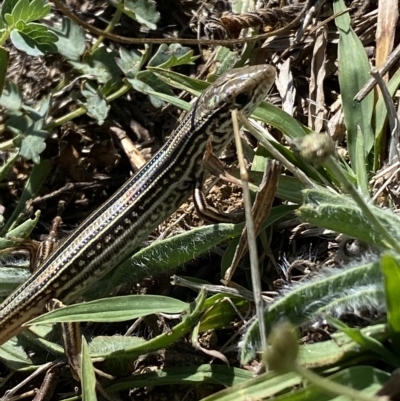 Ctenotus robustus (Robust Striped-skink) at Molonglo River Reserve - 20 Feb 2023 by Steve_Bok