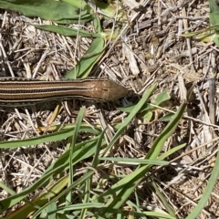 Ctenotus robustus at Stromlo, ACT - 20 Feb 2023 11:40 AM