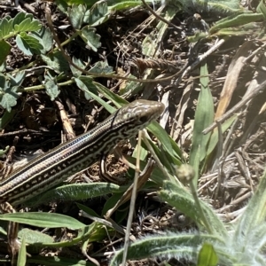 Ctenotus robustus at Stromlo, ACT - 20 Feb 2023 11:40 AM