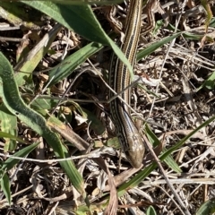 Ctenotus robustus at Stromlo, ACT - 20 Feb 2023