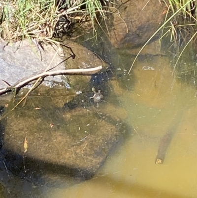 Chelodina longicollis (Eastern Long-necked Turtle) at Molonglo Valley, ACT - 20 Feb 2023 by Steve_Bok