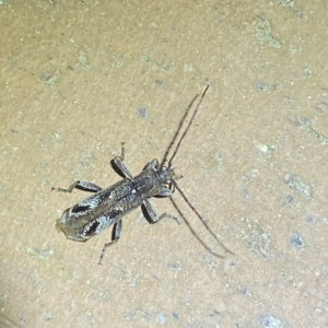 Phacodes personatus at Jerrabomberra, NSW - suppressed