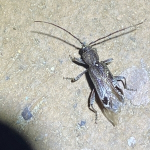 Phacodes personatus at Jerrabomberra, NSW - suppressed