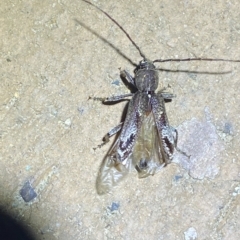 Phacodes personatus at Jerrabomberra, NSW - suppressed