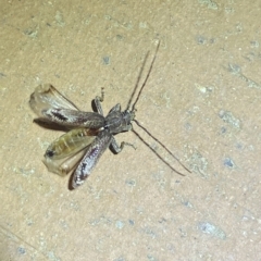 Phacodes personatus at Jerrabomberra, NSW - suppressed