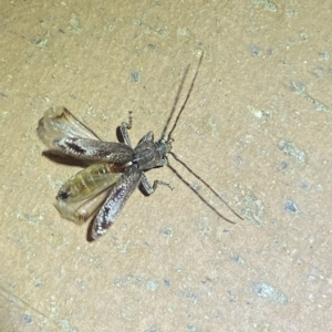 Phacodes personatus at Jerrabomberra, NSW - suppressed