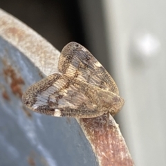 Scolypopa australis (Passionvine hopper, Fluffy bum) at Molonglo Valley, ACT - 21 Feb 2023 by SteveBorkowskis