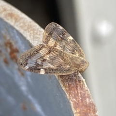 Scolypopa australis at Molonglo Valley, ACT - 21 Feb 2023