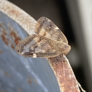 Scolypopa australis at Molonglo Valley, ACT - 21 Feb 2023